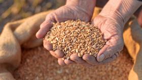 Польские фермеры не спешат дёшево продавать зерно даже за компенсации